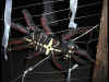 Spinne.jpg (25048 Byte)