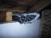Fledermaus-2.jpg (37027 Byte)