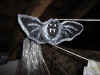 Fledermaus.jpg (46931 Byte)